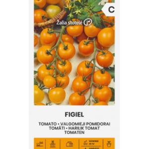 Tomat Figiel