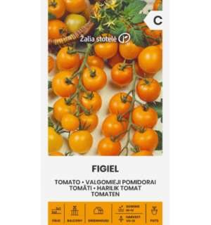 Tomat Figiel