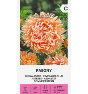 Hiina aedaster Paeony