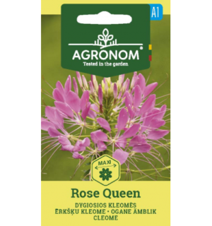 Ämbliklill Rose Queen