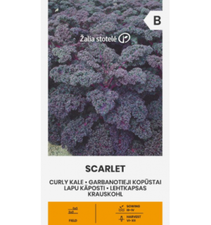 Kähar lehtkapsas, kalekapsas Scarlet