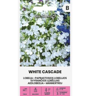 Lobeelia White Cascade*7