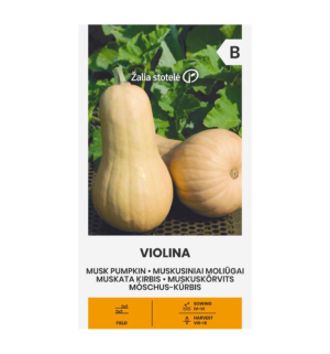 Muskuskõrvits Violina