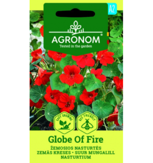 Suur mungalill Globe of Fire*6
