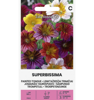 Trompetlill Superbissima, segu*7