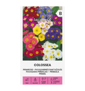 Priimula Colossea segu