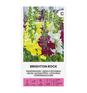 lõvilõug Brighton rock
