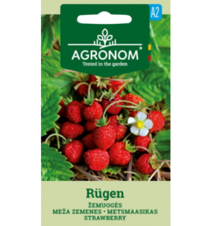 Metsmaasikas Rugen