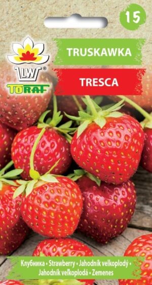 Maasikas Tresca
