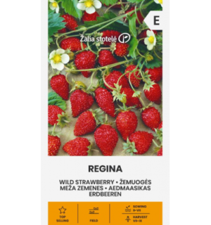 Maasikas Regina*7