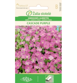 aubrieta cascade purple