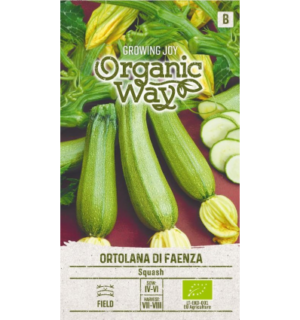 Suvikõrvits Ortolana Di Faenza(Mahe)