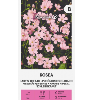 Kaunis kipslill Rosea*7