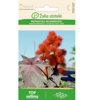 Riitsinus, tumeda leheline*6