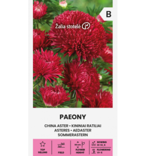 Hiina aedaster Paeony, punane