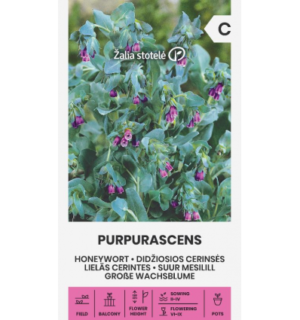 Suur mesilill Purpurascens