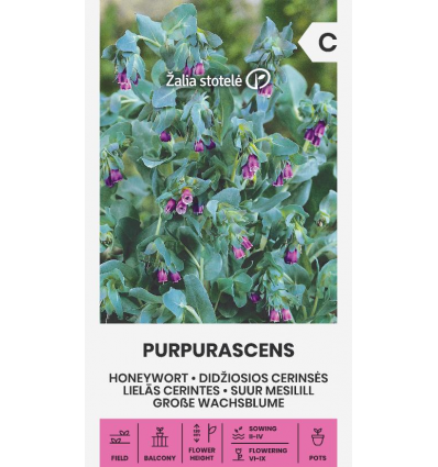 Suur mesilill Purpurascens