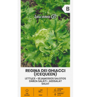 Salat Regina Dei Ghiacci(Icequeen)