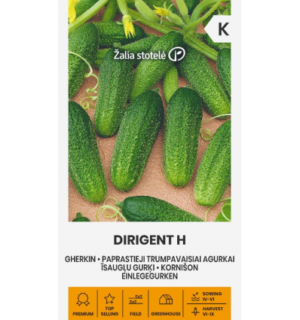 Kurk Dirigent F1