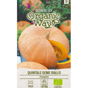 Kõrvits Quintale Seme Giallo Mahe