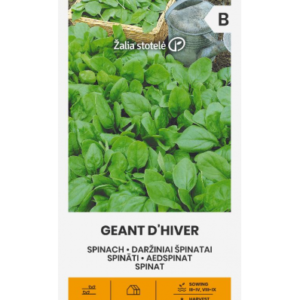 Aedspinat Geant D´Hiver*5