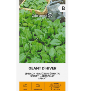 Aedspinat Geant D´Hiver*5