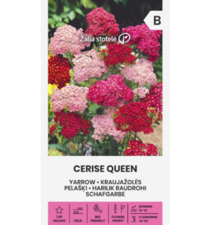 Harilik raudrohi Cerise Queen
