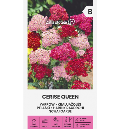 Harilik raudrohi Cerise Queen