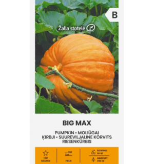 kõrvits Big Max
