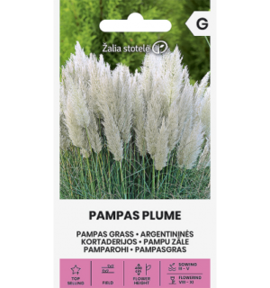 pamparohi pampas plume
