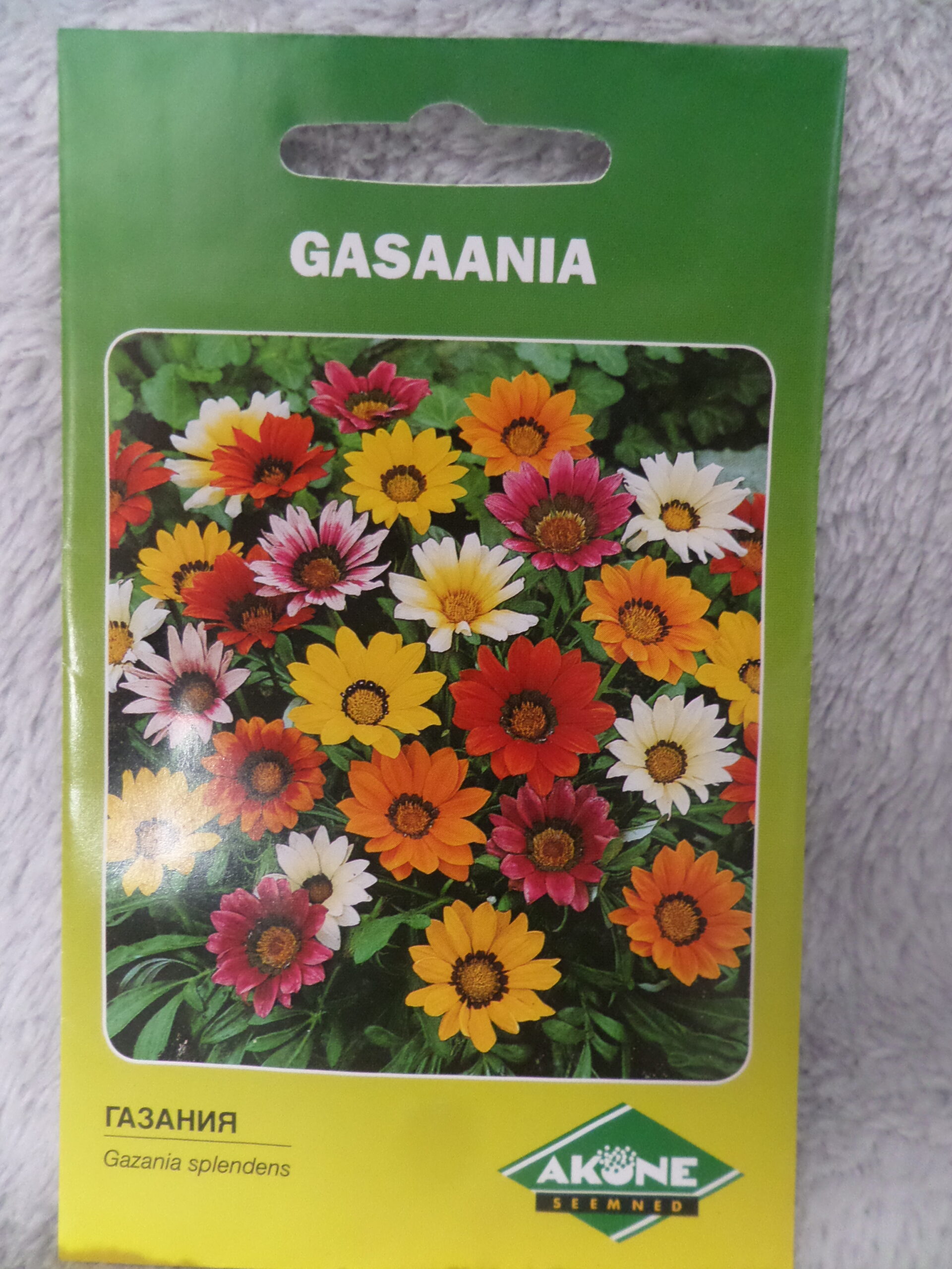 gasaania