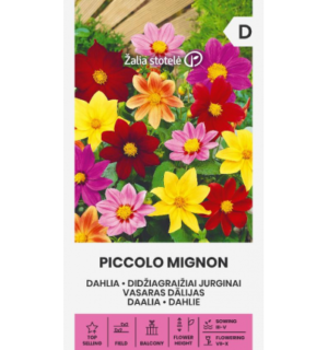 Daalia Piccolo Mignon segu