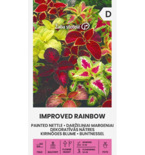 Kirinõges Blume Improved Rainbow