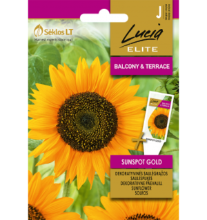Päevalill Sunspot Gold
