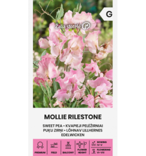 Lõhnav lillhernes Mollie Rilestone