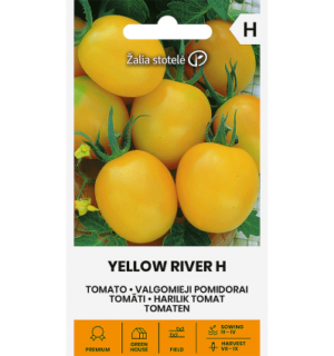 tomat yellow river-h