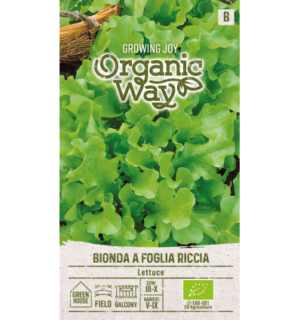 Aedsalat Bionda A Foglia Riccia