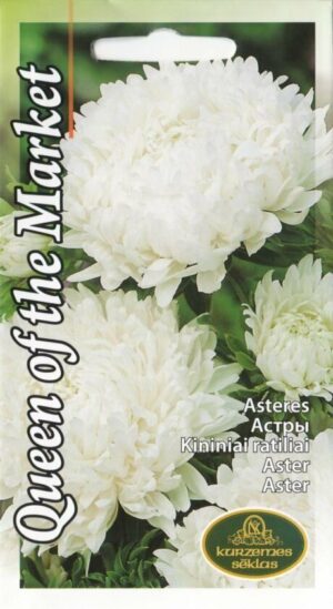 Aster Queen of the Market