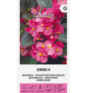 Begoonia Oreb F1