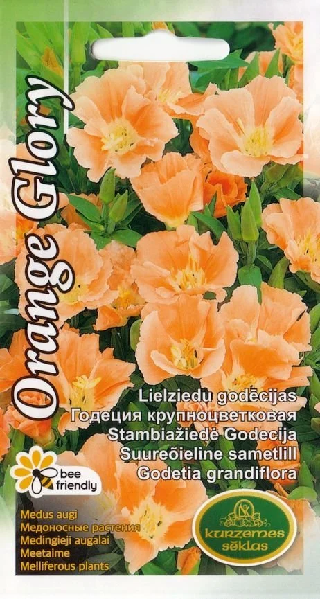 Suureõieline sametlill Orange Glory