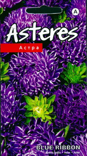 Aster Blue Ribbon*