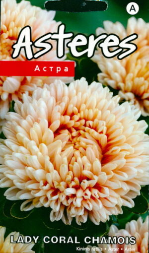 Aster Lady Coral Chamois