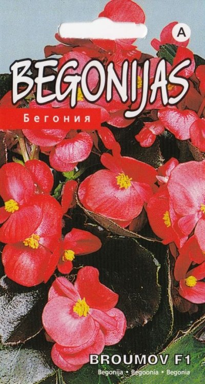 Begoonia Broumov F1