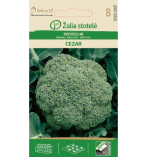 Brokkoli e. spargelkapsas"Cezar"