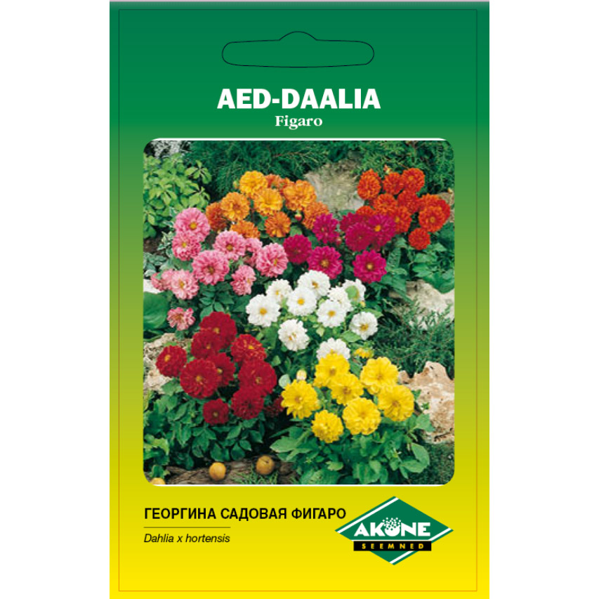 Aed-daalia Figaro segu