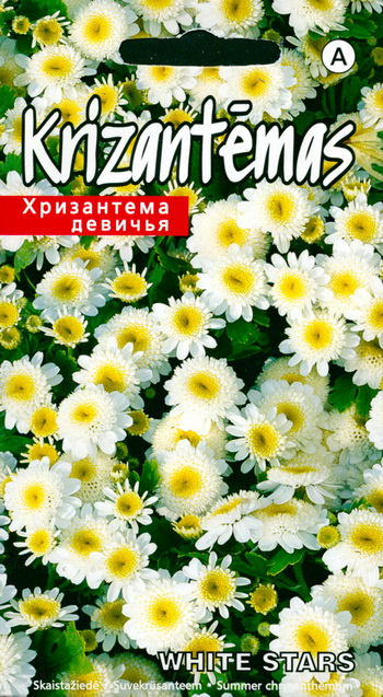 Krüsanteem White Stars