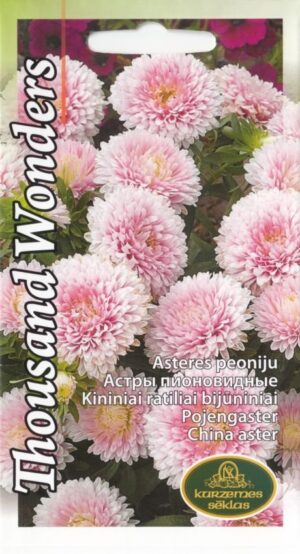 pojeng-aster-thousand-wonders