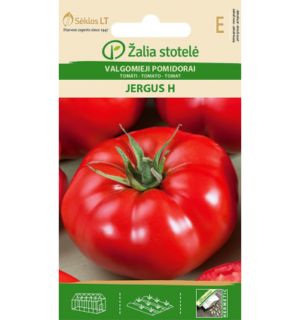 Tomat Jergus