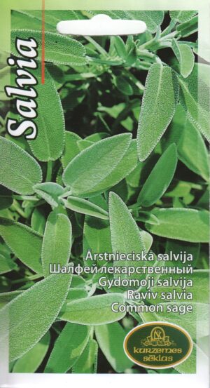 Aedsalvei
