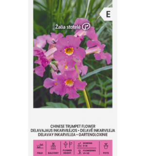 Hiina trompetlill Delavay Inkarvillea